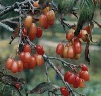 Asiatic Cornelian Cherry Fruit Extract/Cornus officinalis